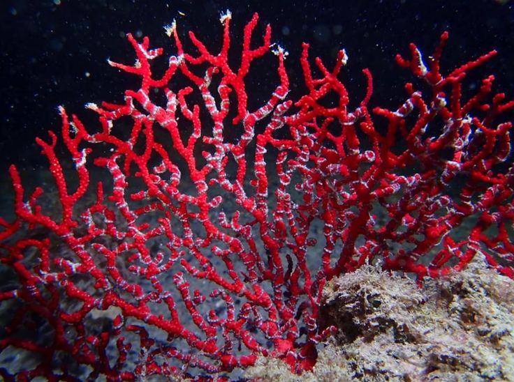 Corail rouge