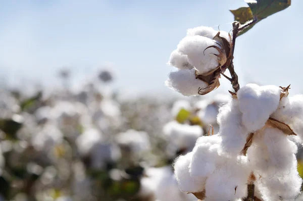 Bouton de cotton